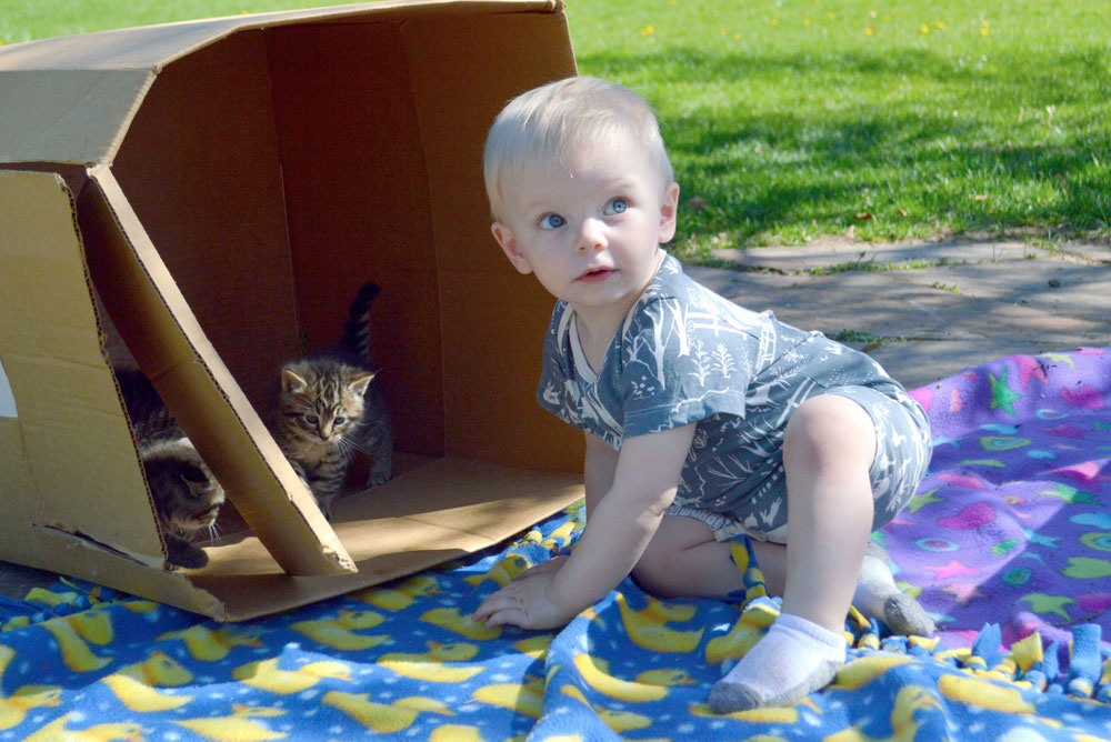 baby boy playing with kittens