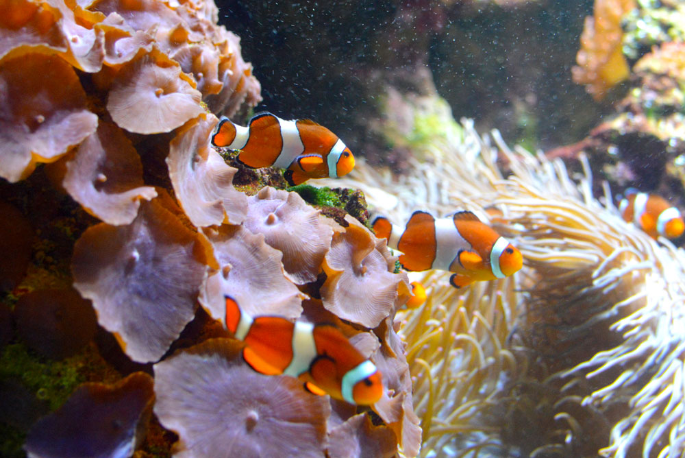 Clown fish at the Vancouver Aquarium