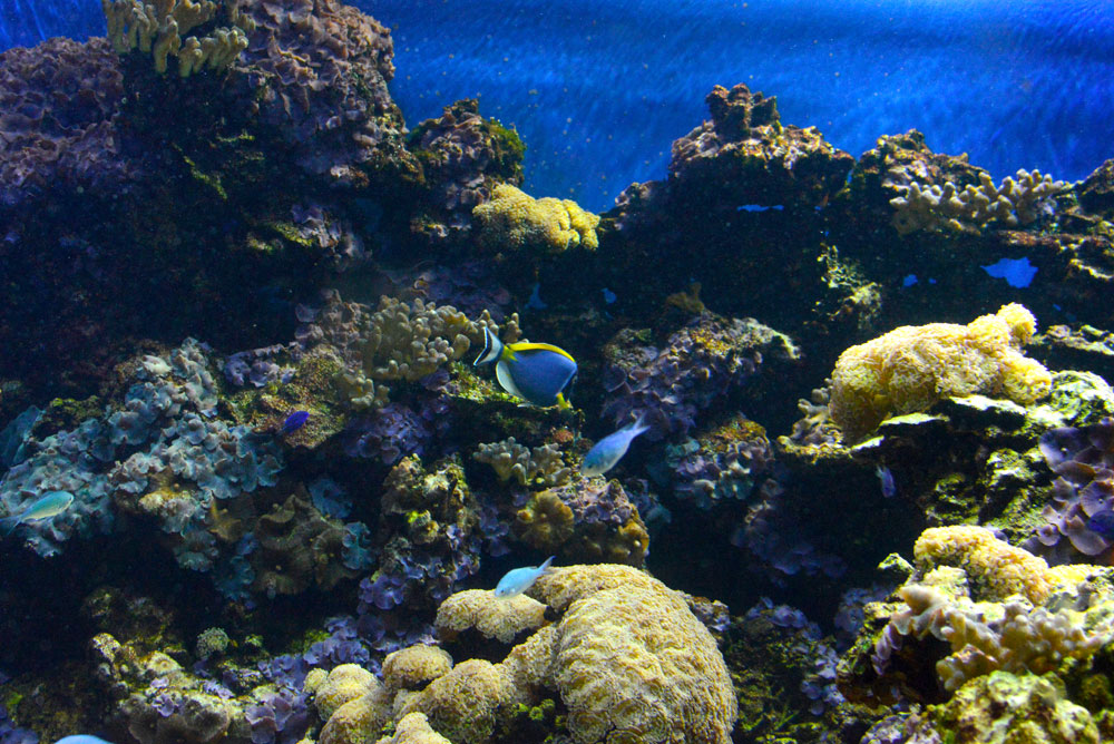 Under the Sea displays at the Vancouver Aquarium