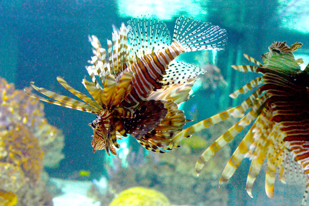 Vancouver Aquarium ocean viewing windows