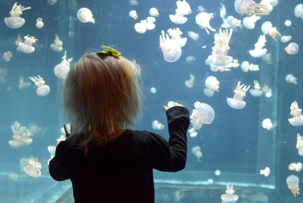 Vancouver Aquarium jellyfish display
