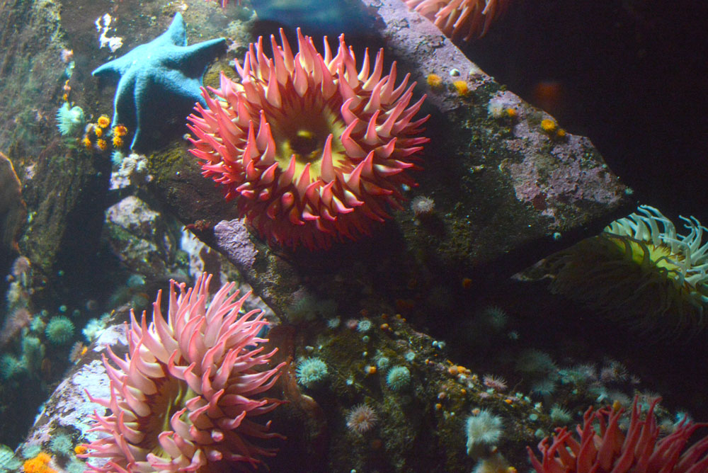Sea Anemones at the Vancouver Aquarium