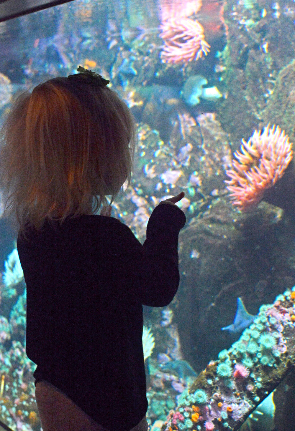 Vancouver Aquarium star fish and sea anemones