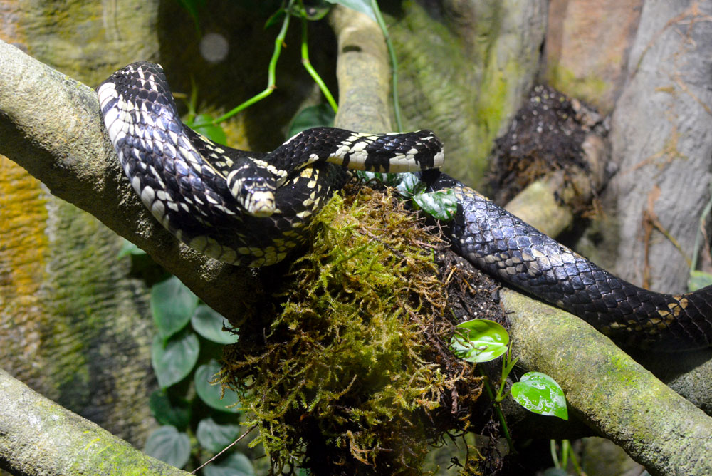 Vancouver Aquarium reptiles exhibit
