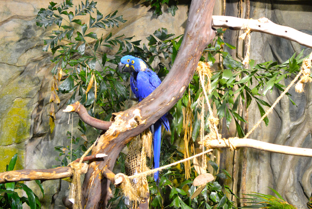Tropical birds at the Vancouver Aquarium