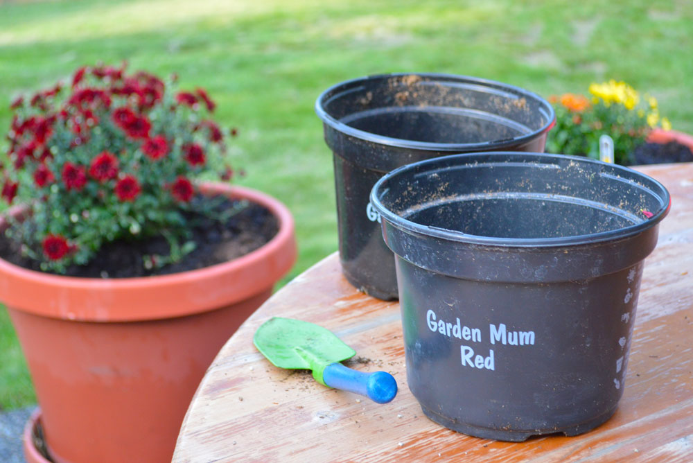 Flowers to plant in the fall - Mommy Scene