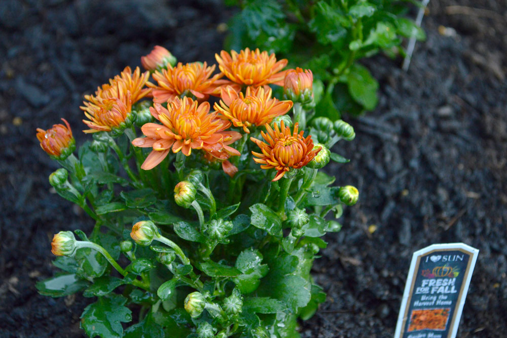 Planting orange mums for fall - Mommy Scene