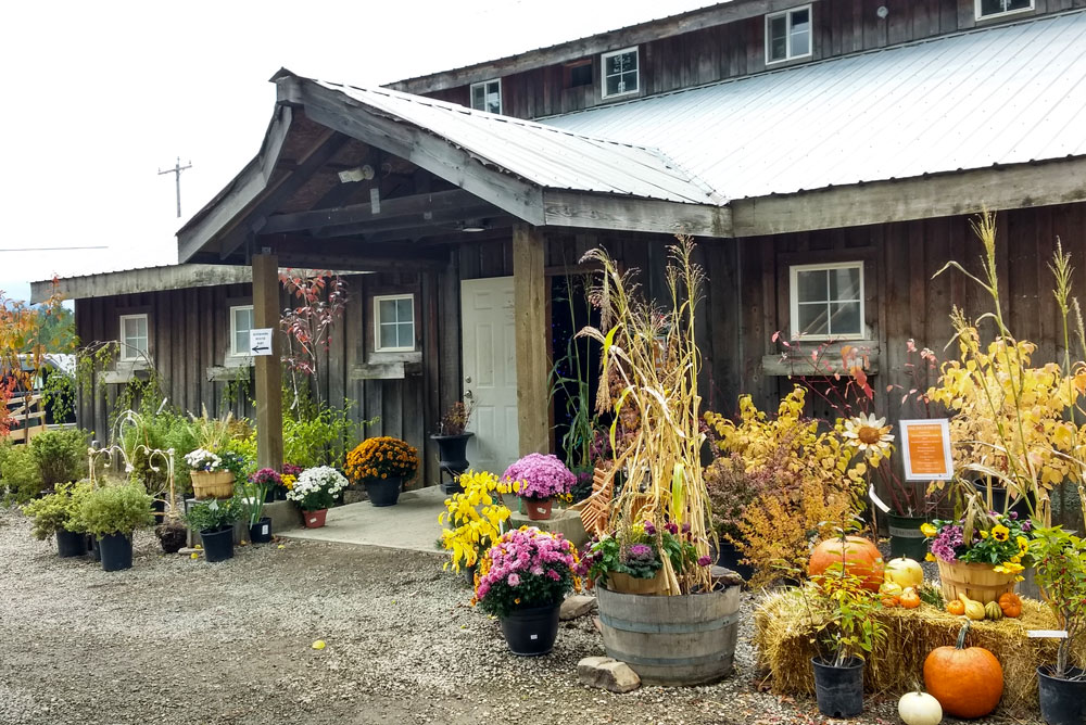 Gorgeous Fall Blooms at New Leaf Nursery Fall Festival Coeur d'Alene
