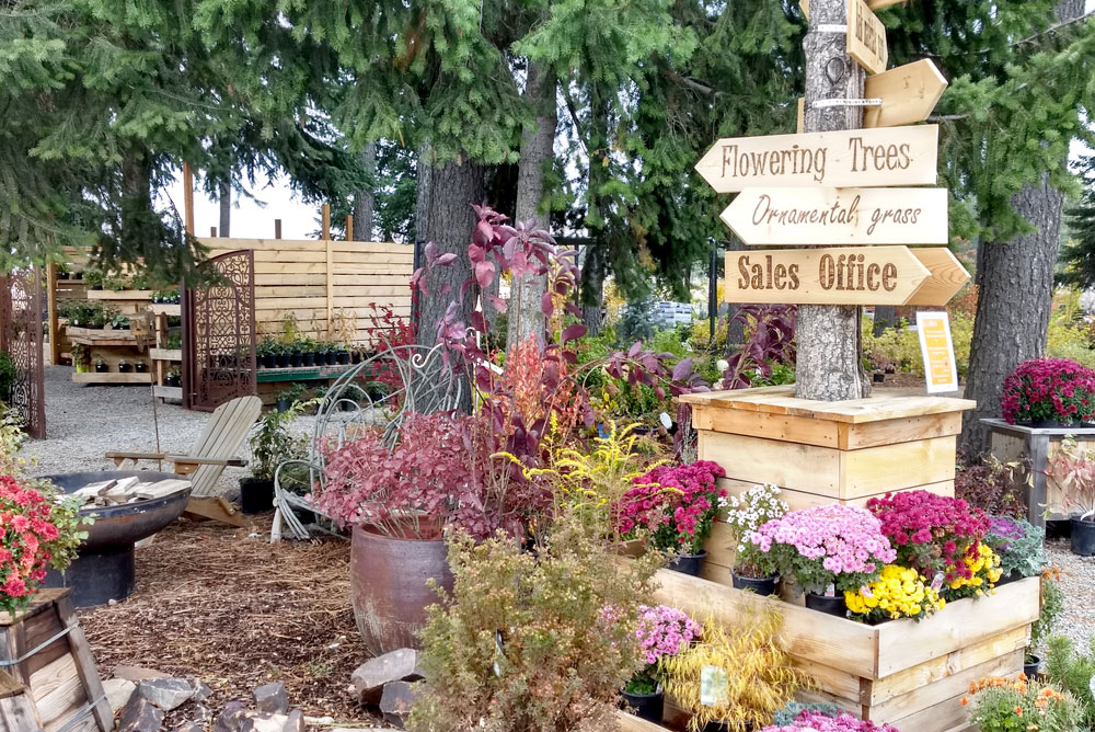 Fall Flowers at New Leaf Nursery Fall Festival Coeur d'Alene