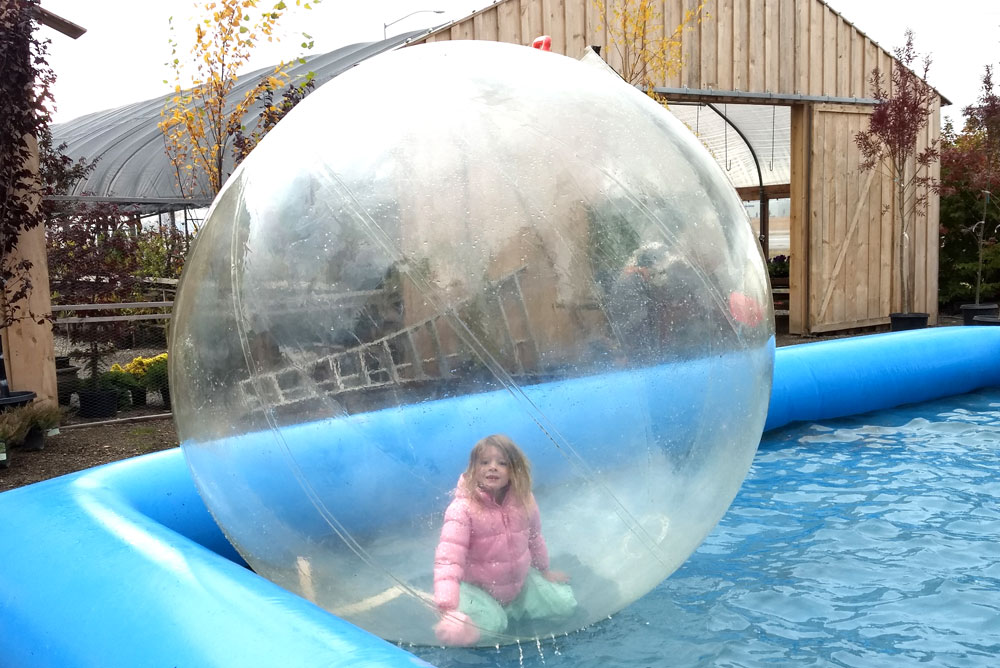 Zorbing at New Leaf Nursery Fall Festival Coeur d'Alene