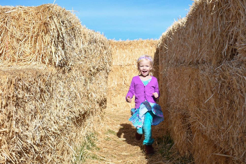 Green Bluff Becks Harvest House Corn Maze - Things To Do at Your Local Pumpkin Farm