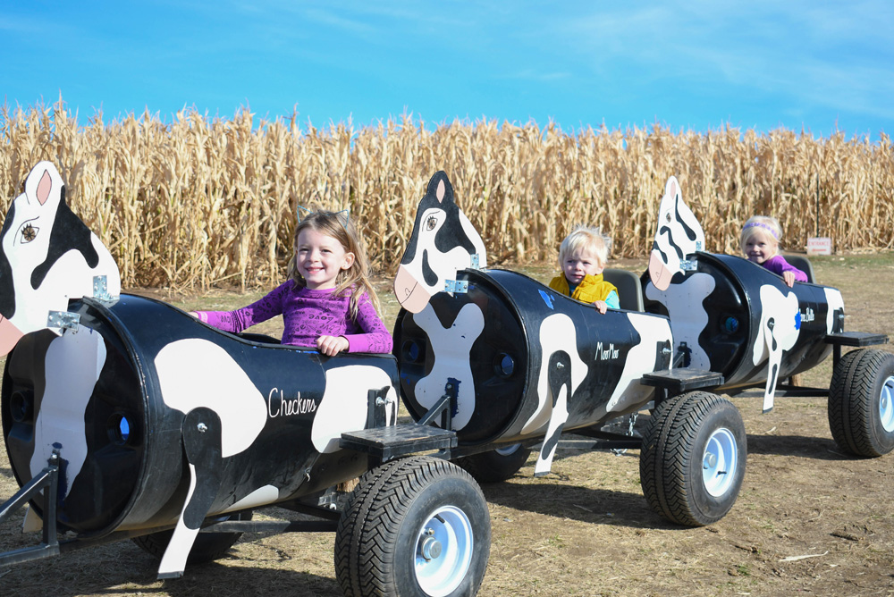 Cow Train Ride - Things To Do at Your Local Pumpkin Farm