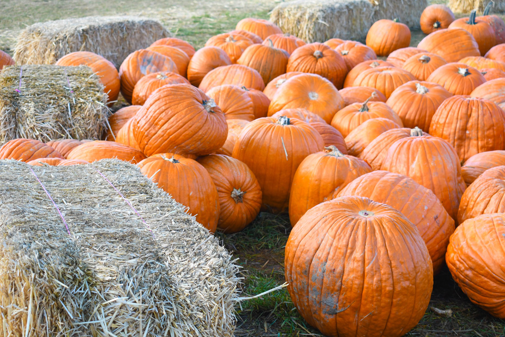 Green Bluff Becks Harvest House Pumpkin Patch - Things To Do at Your Local Pumpkin Farm