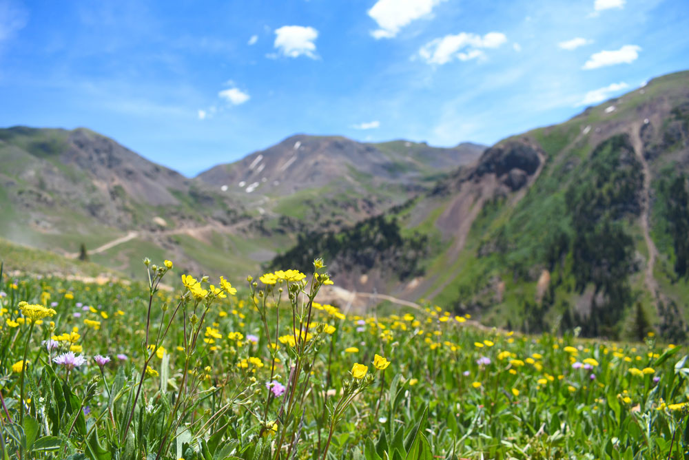 Stopping to enjoy wild flowers while riding with kids 