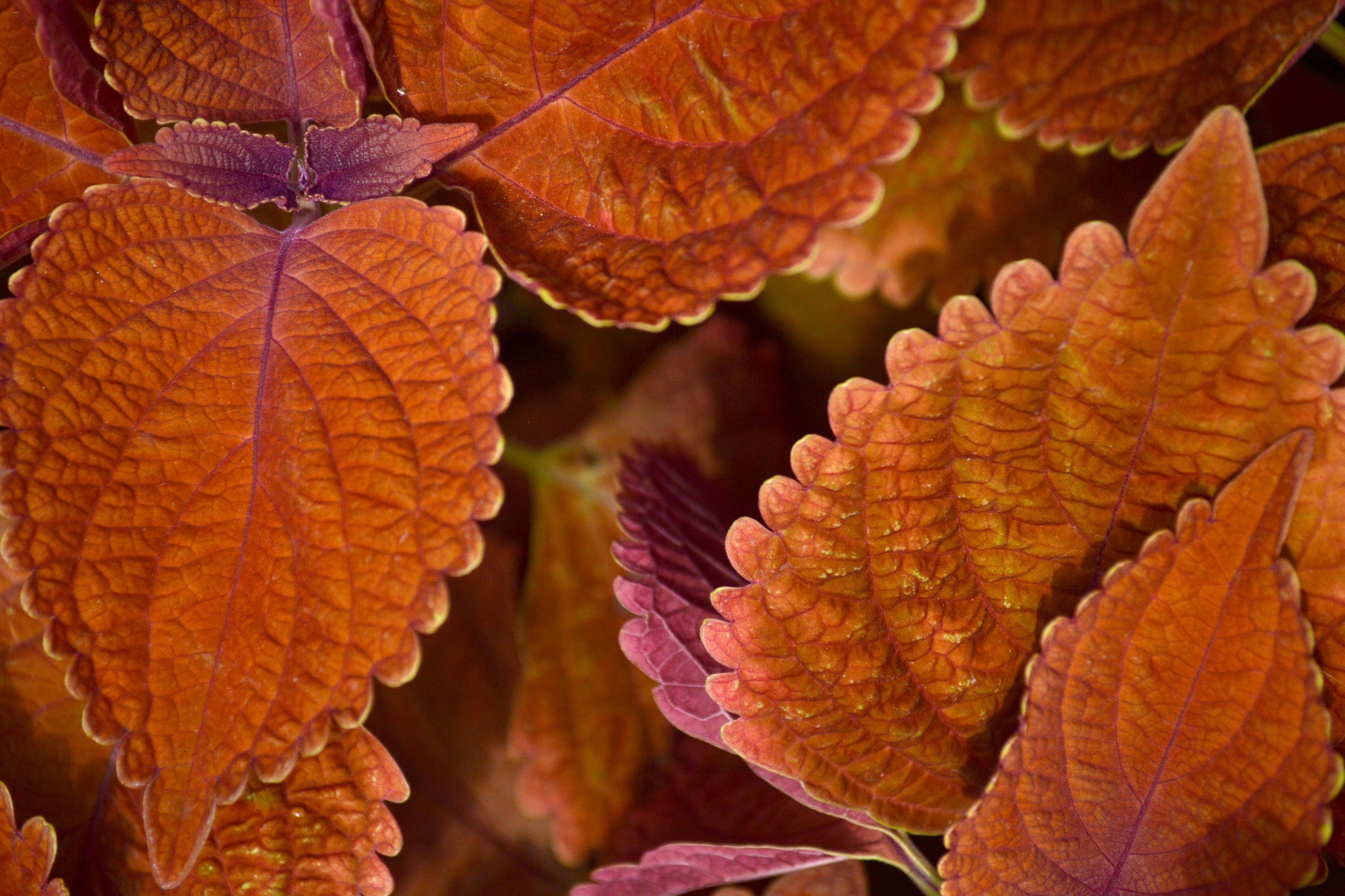 coleus plant fuzzy orange leaves, royalty free stock photos
