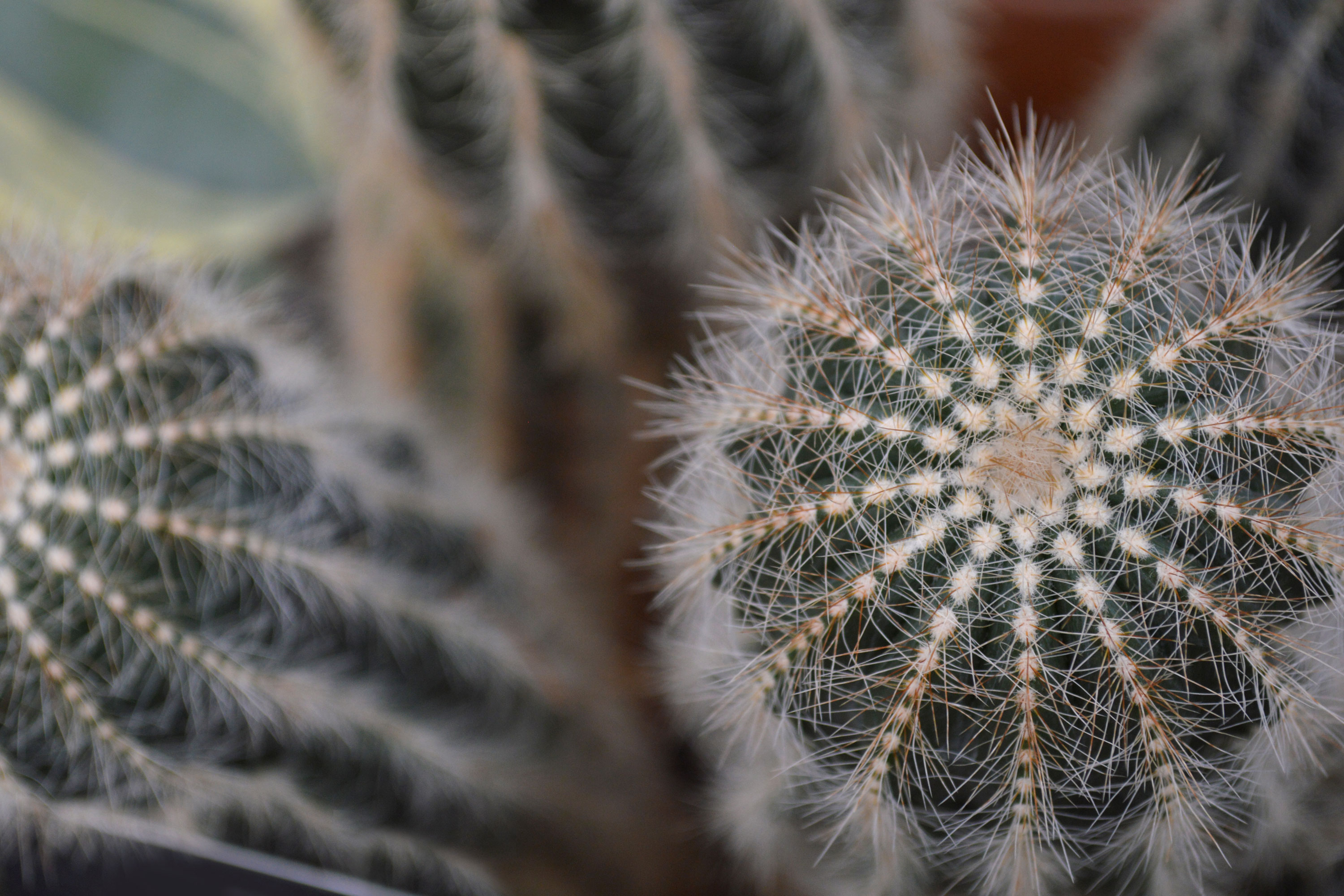 free prickly cactus stock photo, royalty free cactus texture, cactus photo background