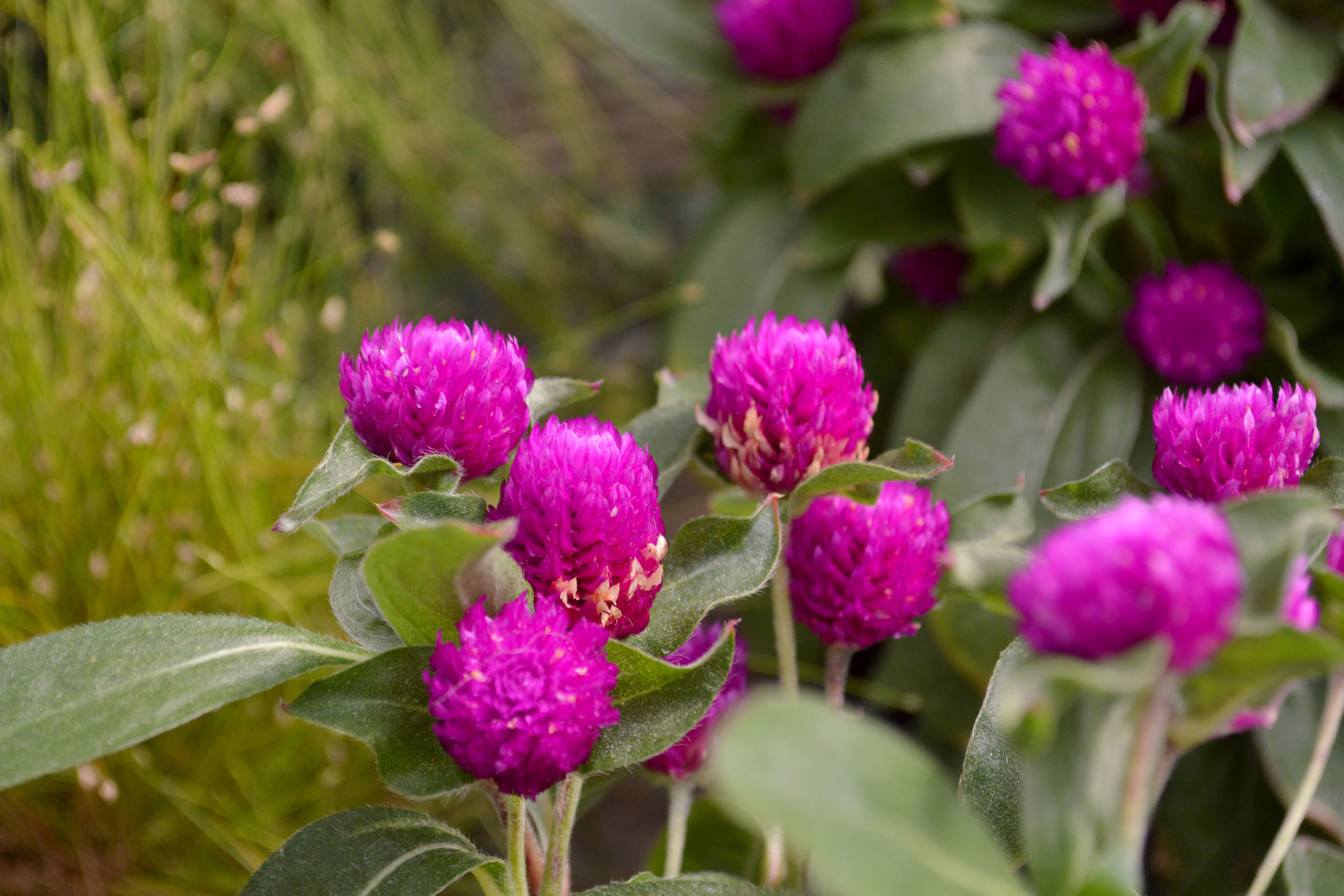 royalty free clover stock photo