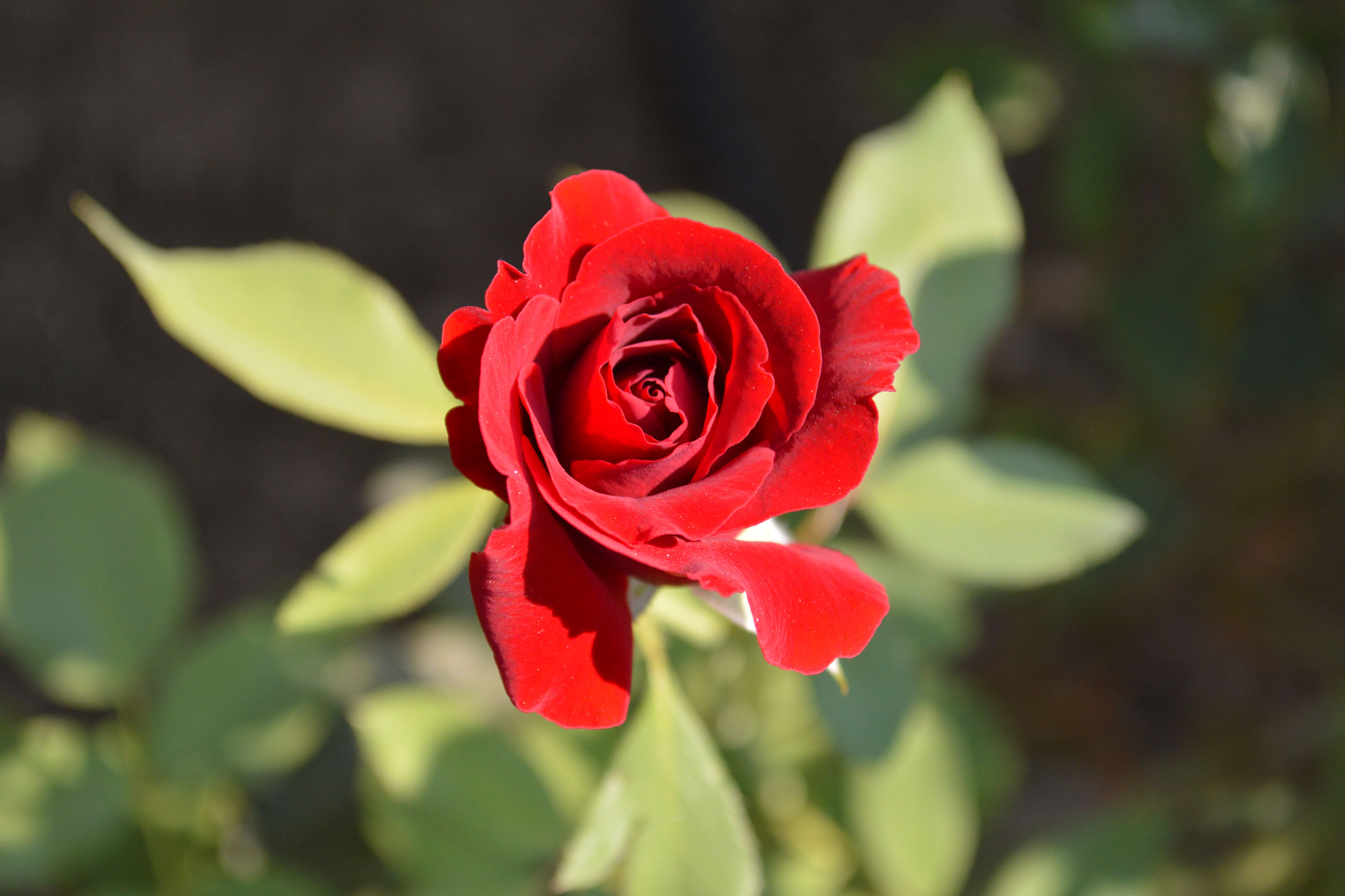 royalty free red rose flowers leaves stock photos