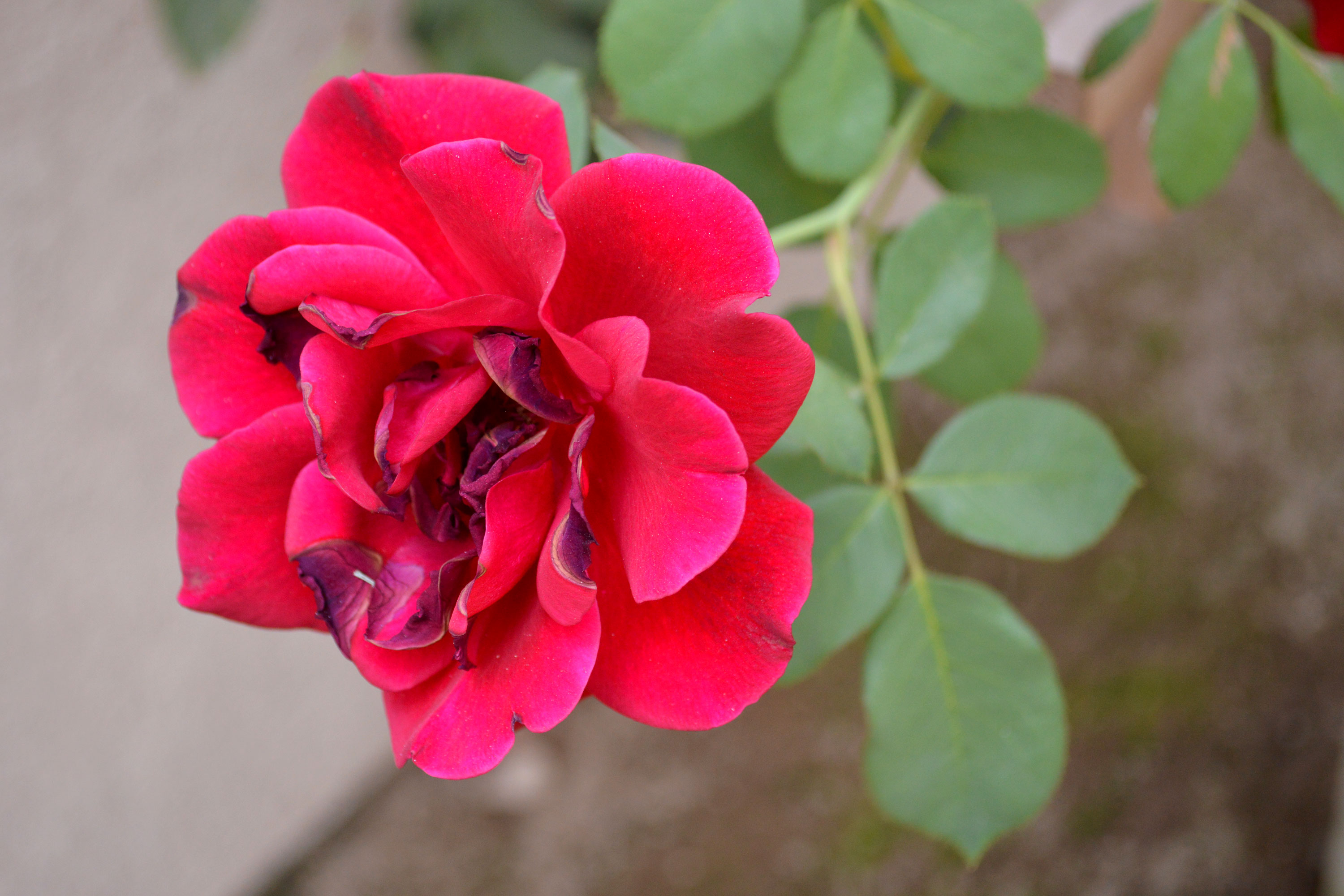 free red rose stock photo, red rose background