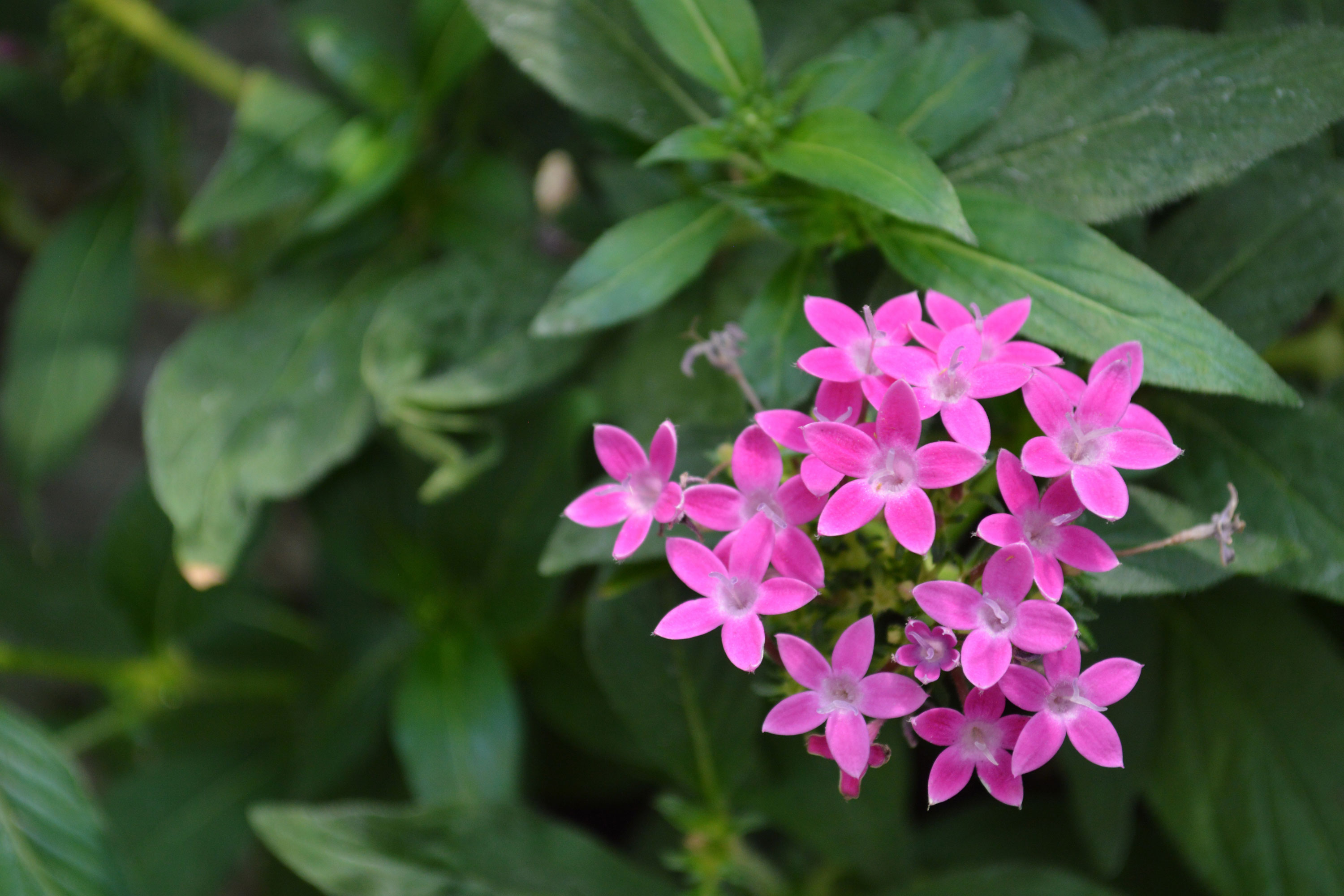 pink flower stock photo, pink flower photo background, free pink flower texture