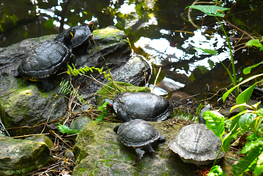 Denver Butterfly Pavilion - family of turtles