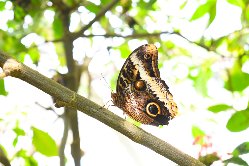 Denver Butterfly Pavilion educational family visit
