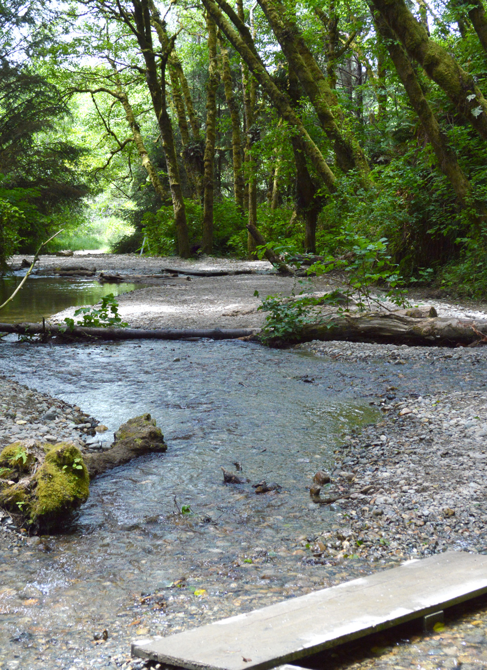 Fern Canyon in Prairie Creek Redwoods, California