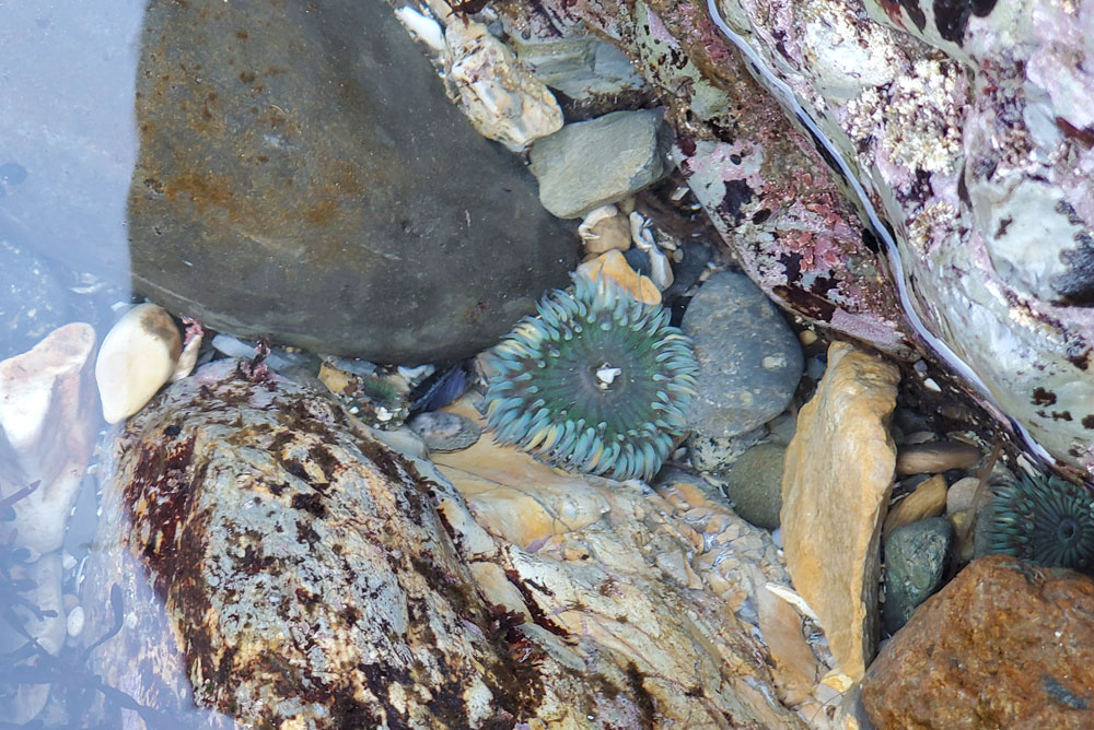 Margo Dodd Park Beach sea anemone