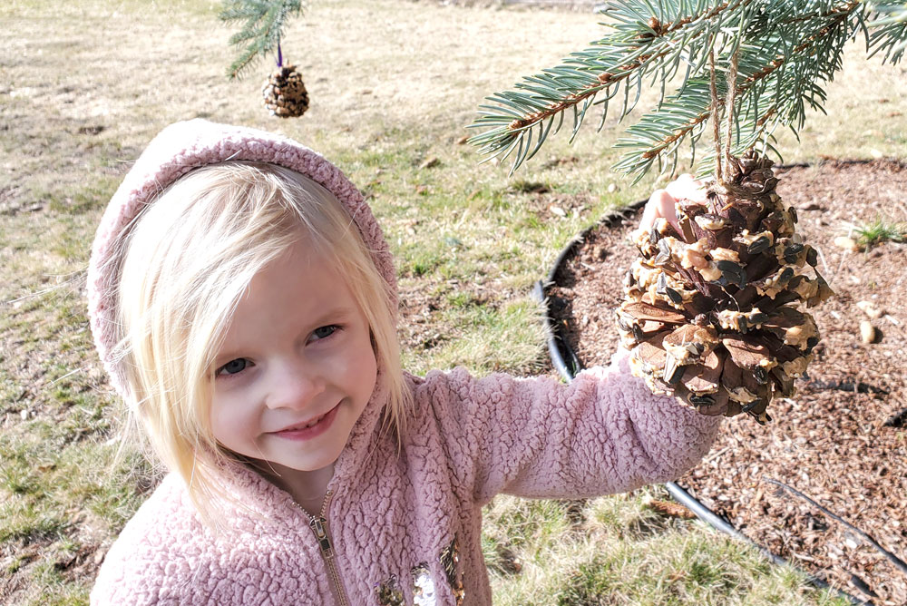 Feed the birds with pinecone bird feeders