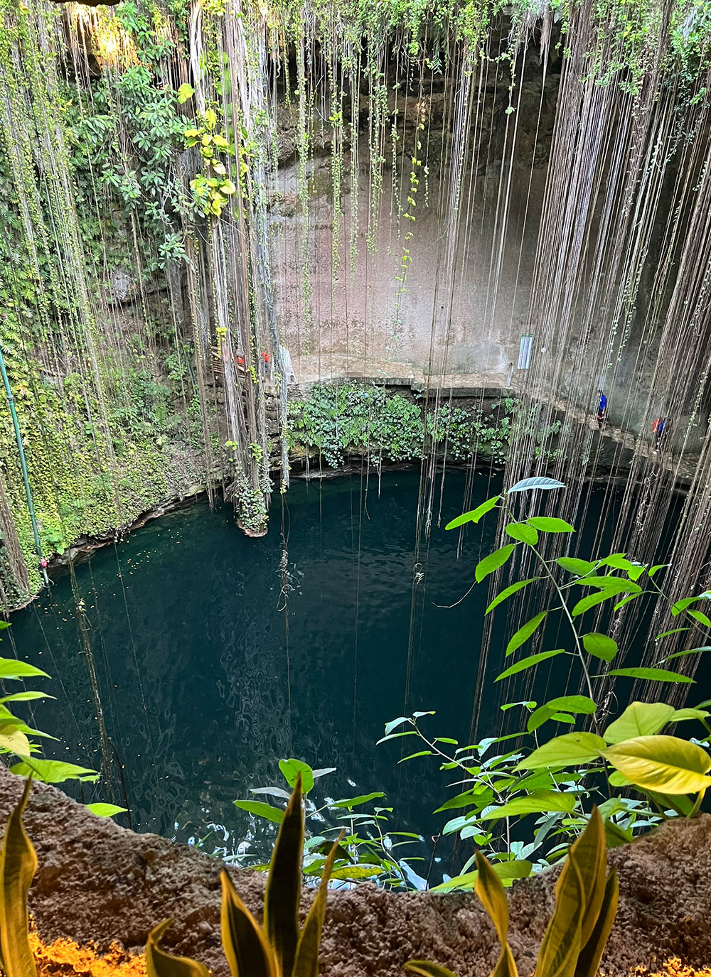Cenote Ik Kil water and hanging vines