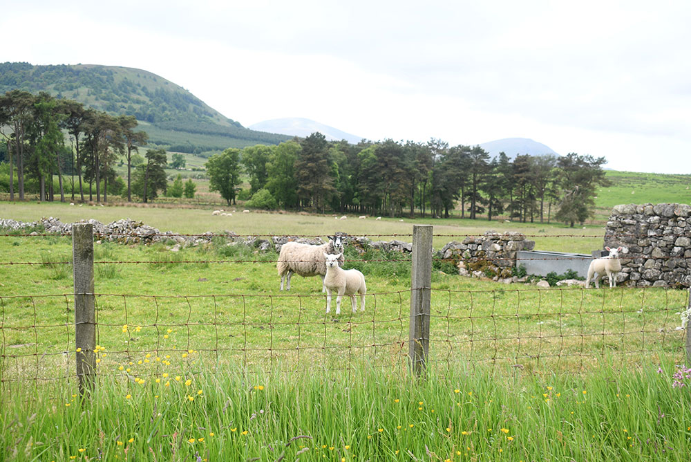 Cumbria England sheep field with drystone walls