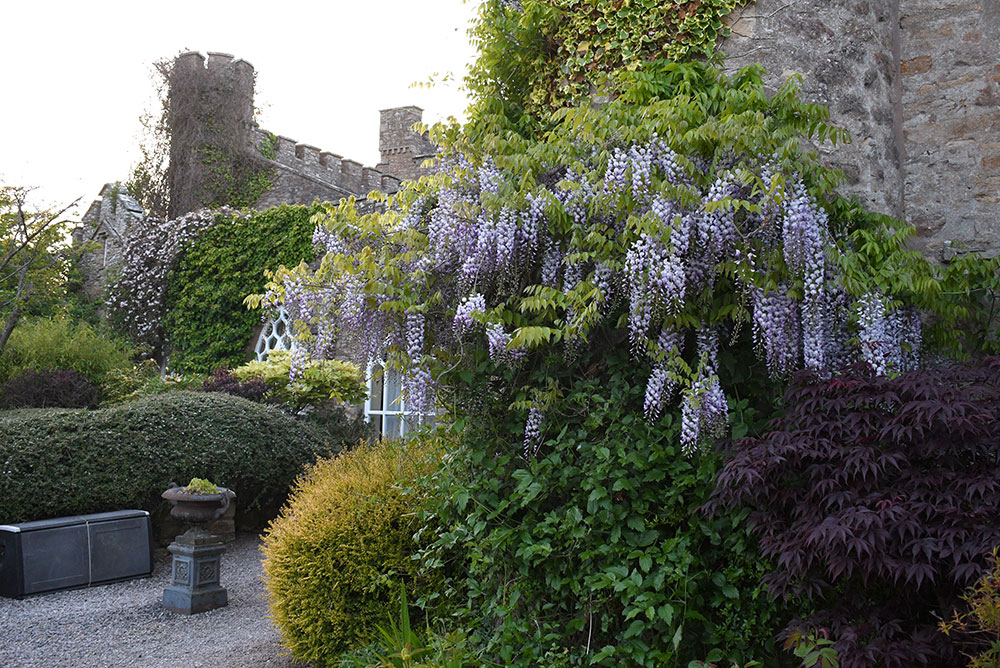 Augill Castle England wisteria stone walls