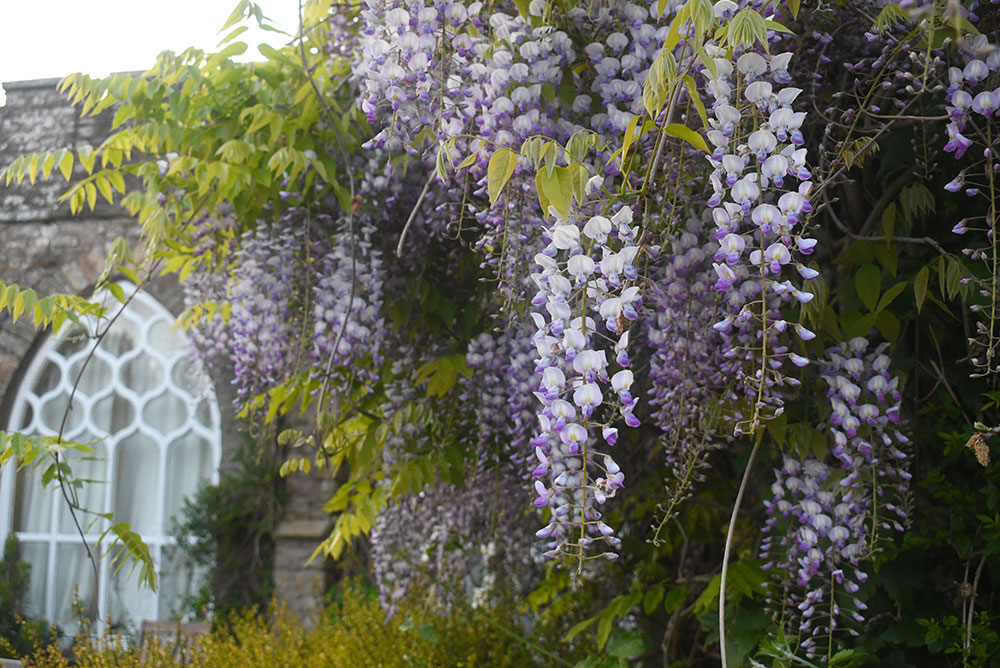 Augill Castle hotel wisteria stone walls